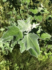 Populus alba