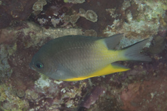 Amblyglyphidodon orbicularis