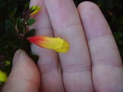 Justicia floribunda