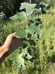 Populus alba
