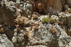 Dudleya viscida