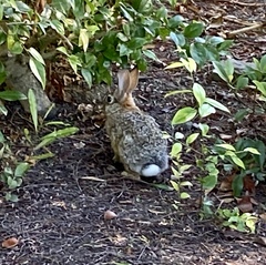 Sylvilagus audubonii