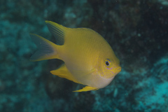 Amblyglyphidodon aureus