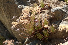 Dudleya viscida