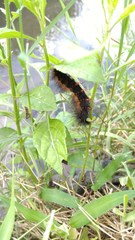 Lepidoptera