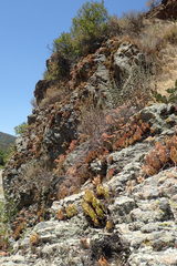 Dudleya viscida