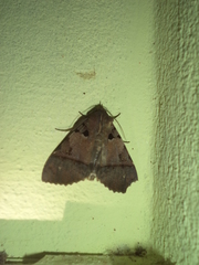 Serrodes