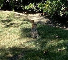 Sylvilagus audubonii