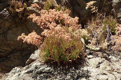 Dudleya viscida