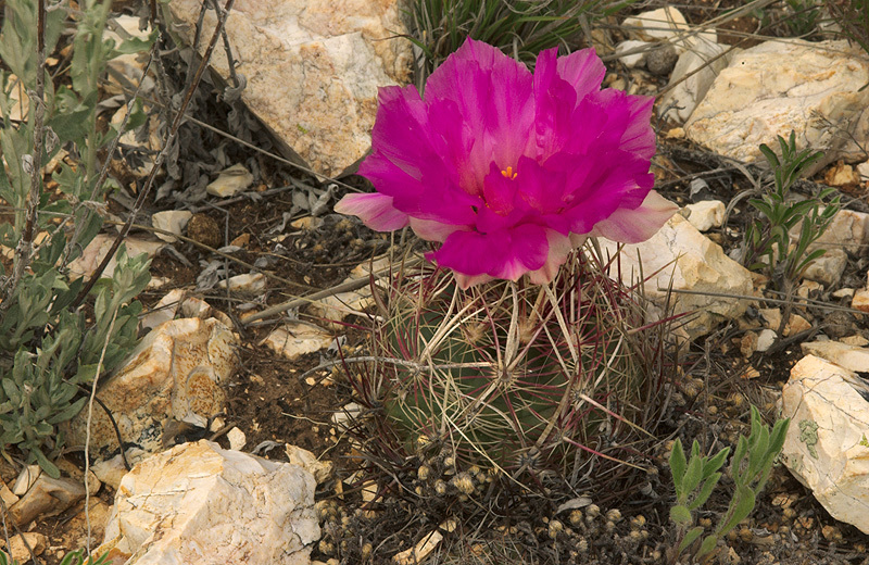 Thelocactus bicolor ssp. flavidispinus