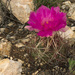 Thelocactus bicolor flavidispinus - Photo (c) Ad Konings, some rights reserved (CC BY-NC), uploaded by Ad Konings