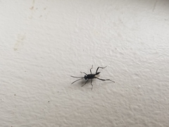Evania appendigaster