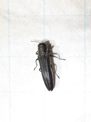Agrilus bilineatus