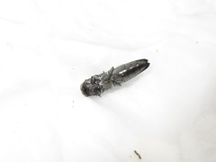 Agrilus bilineatus