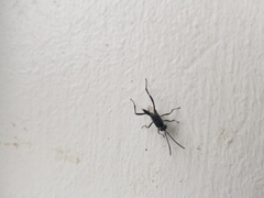 Evania appendigaster
