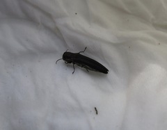Agrilus bilineatus