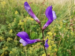 Vicia onobrychioides