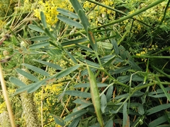Vicia onobrychioides