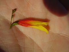 Justicia floribunda