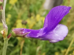 Vicia onobrychioides