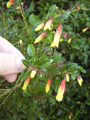 Justicia floribunda