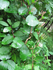 Lonicera