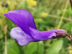 Vicia onobrychioides