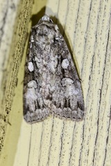 Xestia homogena