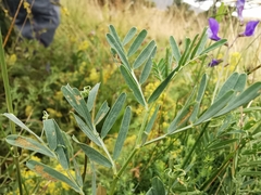 Vicia onobrychioides