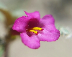 Diplacus torreyi