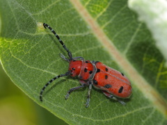 Tetraopes femoratus