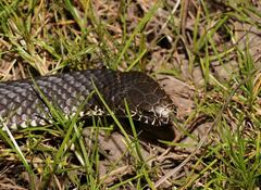 Highlands Copperhead photo 5