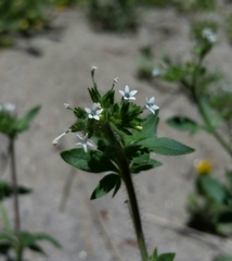Allophyllum integrifolium