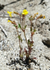 Erythranthe laciniata