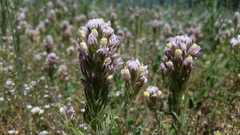 Castilleja lineariloba