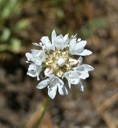 Gilia capitata ssp. pedemontana