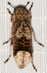 Ozotomerus japonicus