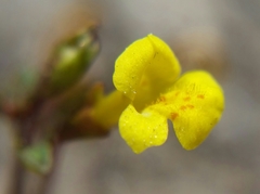 Erythranthe laciniata