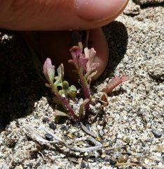 Erythranthe laciniata