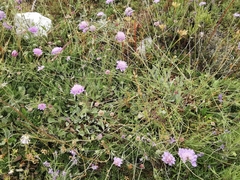 Scabiosa triandra