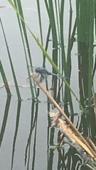 Erythemis simplicicollis