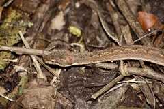 Tropidophis melanurus