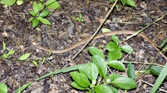 Tropidophis melanurus