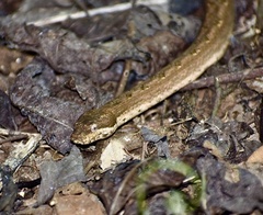 Tropidophis melanurus