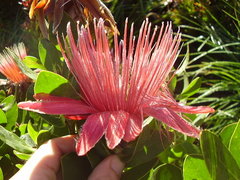 Protea aurea