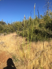 Sairocarpus virga