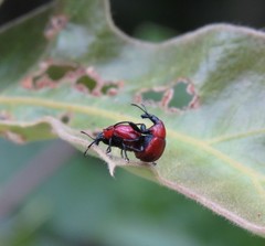 Attelabinae