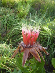 Protea aurea