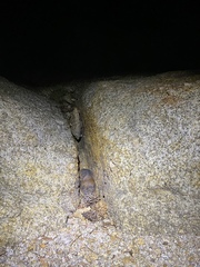 Thomomys monticola
