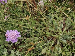 Scabiosa triandra
